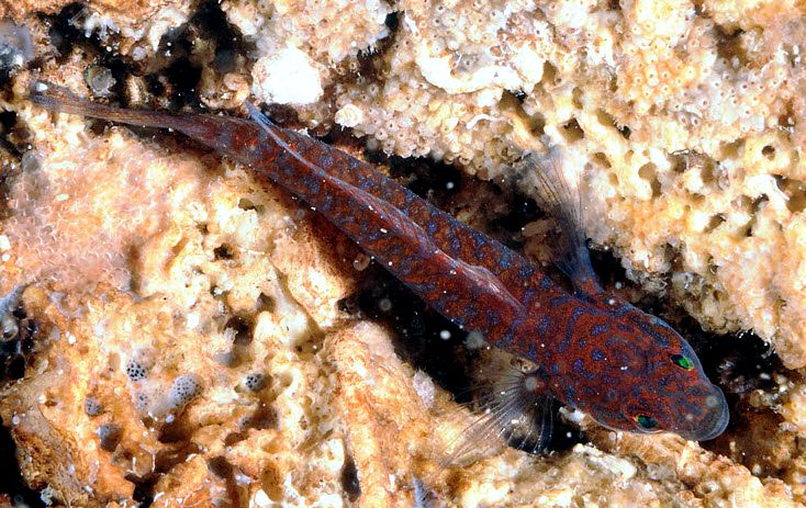 Corcyrogobius liechtensteini_009